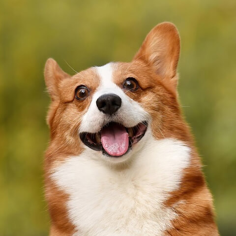 Edited version of Corgi photo